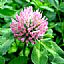 Red Clover Extract/Trifolium pratense